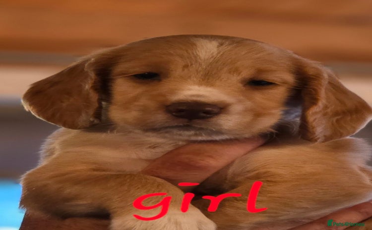 Cocker Spaniel dogs - Advert 13