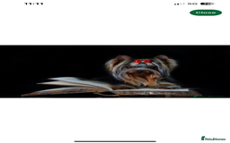 Yorkshire Terrier dogs for sale: Absolutely adorable mini yorkie puppies  - Image 23