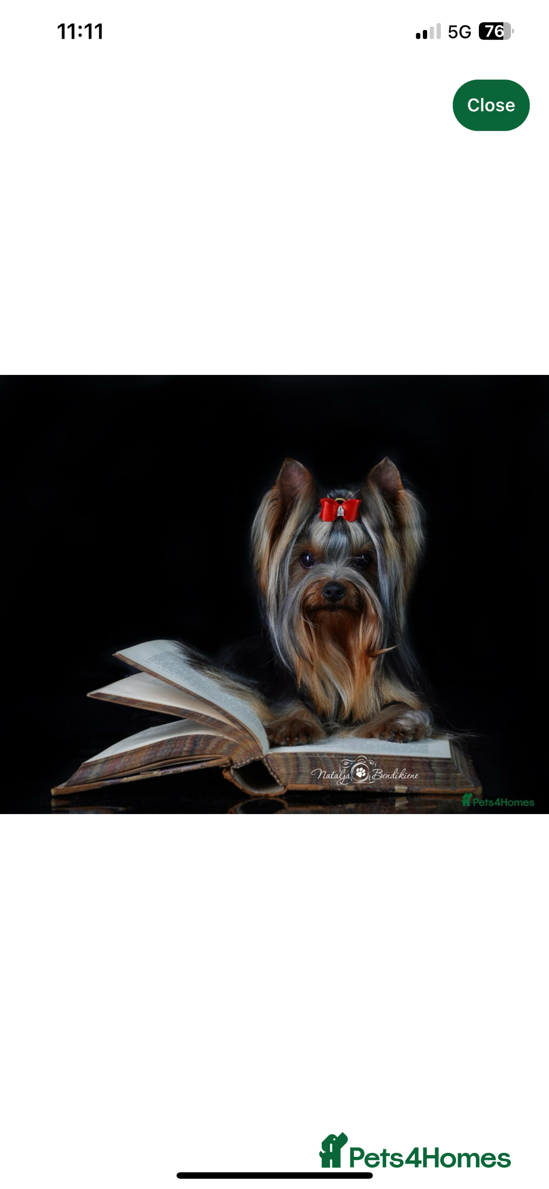 Yorkshire Terrier dogs for sale: Absolutely adorable mini yorkie puppies  - Image 23