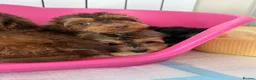 Cockapoo dogs for sale: Stunning sable cockerpoos  - Advert 6