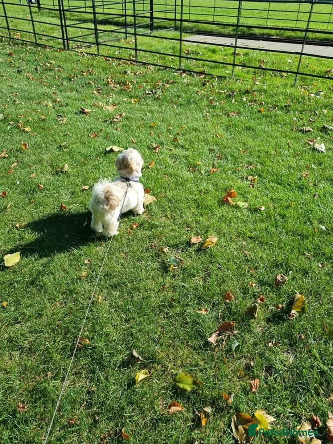 Shih Tzu dogs for sale: Male Shih tzu - Advert 3