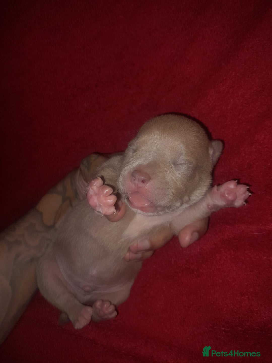 American Bully dogs for sale: American POCKET Bully - Advert 14