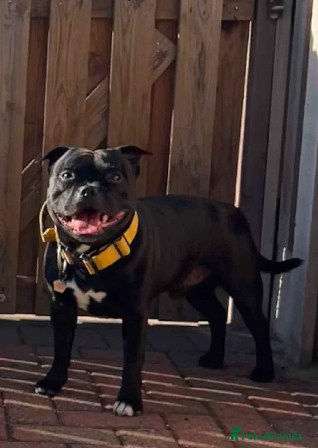 Staffordshire Bull Terrier dogs for sale: Blue & Black Staffordshire bull terrier pups - Advert 10