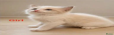 Ragdoll 4
