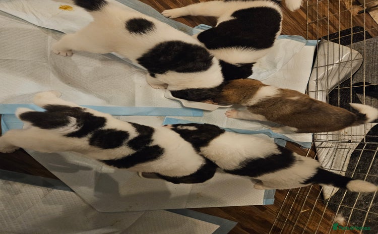 Akita dogs Beautiful Akita puppies - Advert 3