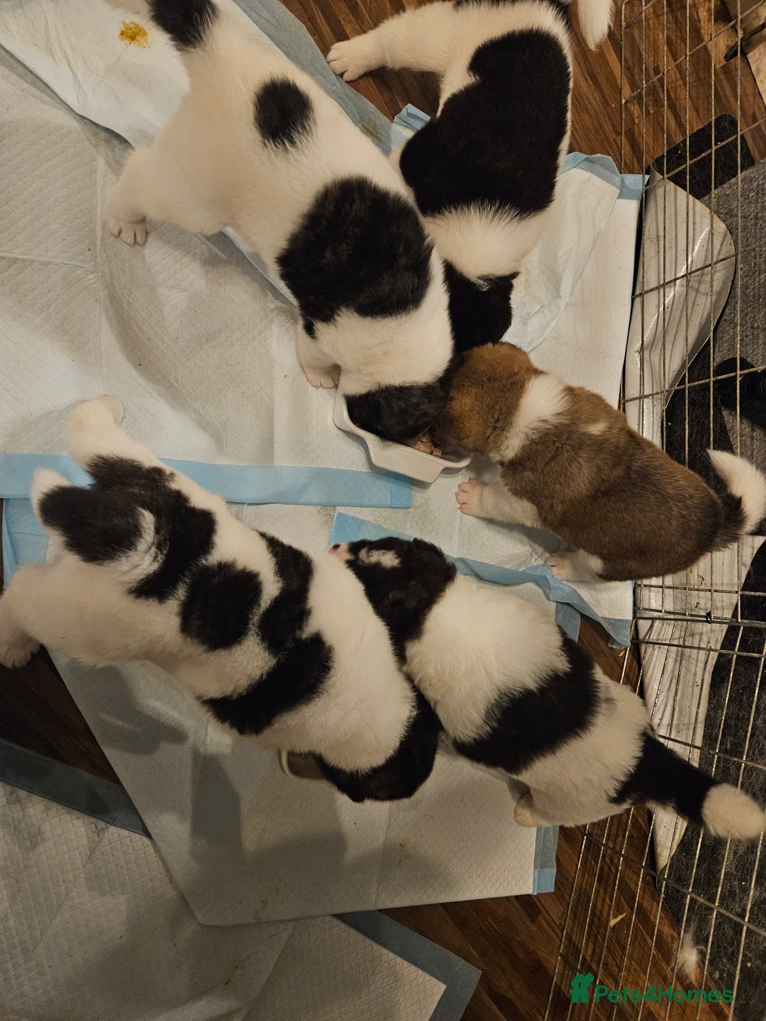 Akita dogs for sale: Beautiful Akita puppies - Advert 4