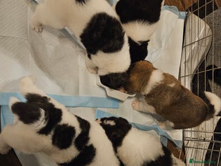 Akita dogs Beautiful Akita puppies - Advert 3