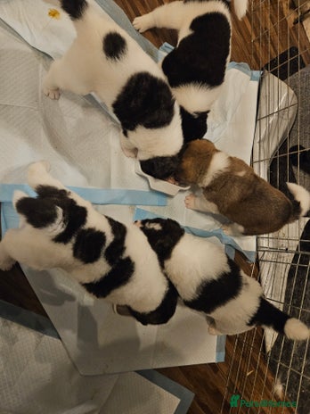 Akita dogs Beautiful Akita puppies - Advert 3