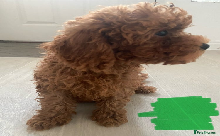 Cavapoo dogs - Advert 2