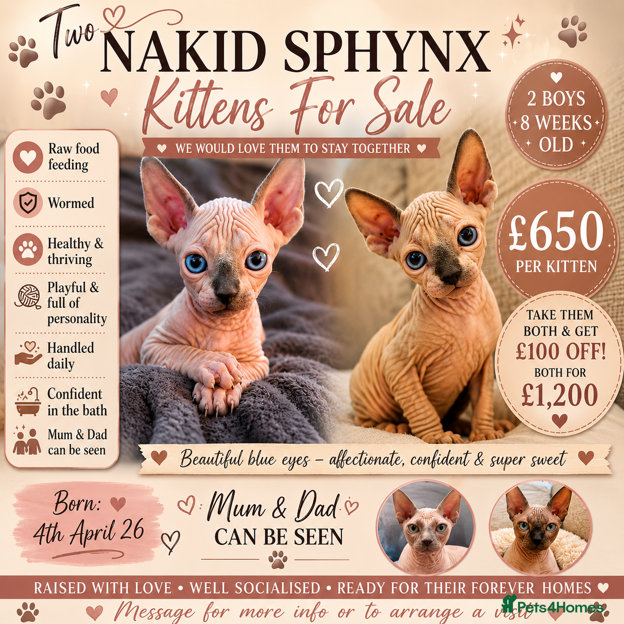 Sphynx cats Boy sphynx x 2 - Advert 1
