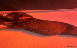 Mixed Breed dogs for sale: Shepweiller Puppies (8/10/25) - Image 13