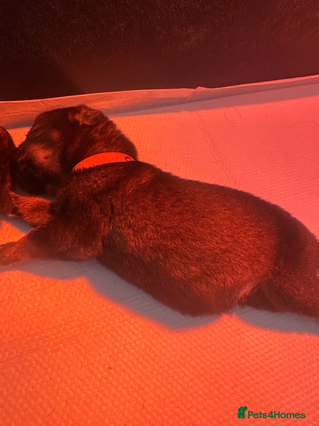 Mixed Breed dogs for sale: Shepweiller Puppies (8/10/25) - Image 13