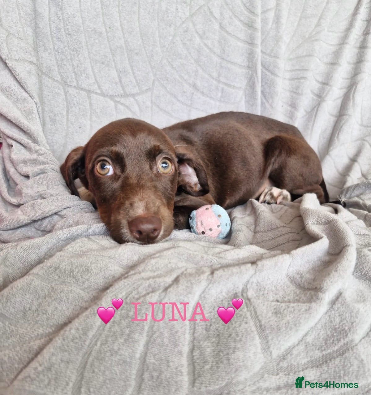 Mixed Breed dogs ✨ LUNA IS READY FOR HER FOREVER HOME ✨ - Advert 1