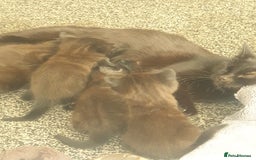 British Shorthair cats for sale: 5 Adorable Kittens  - Image 4