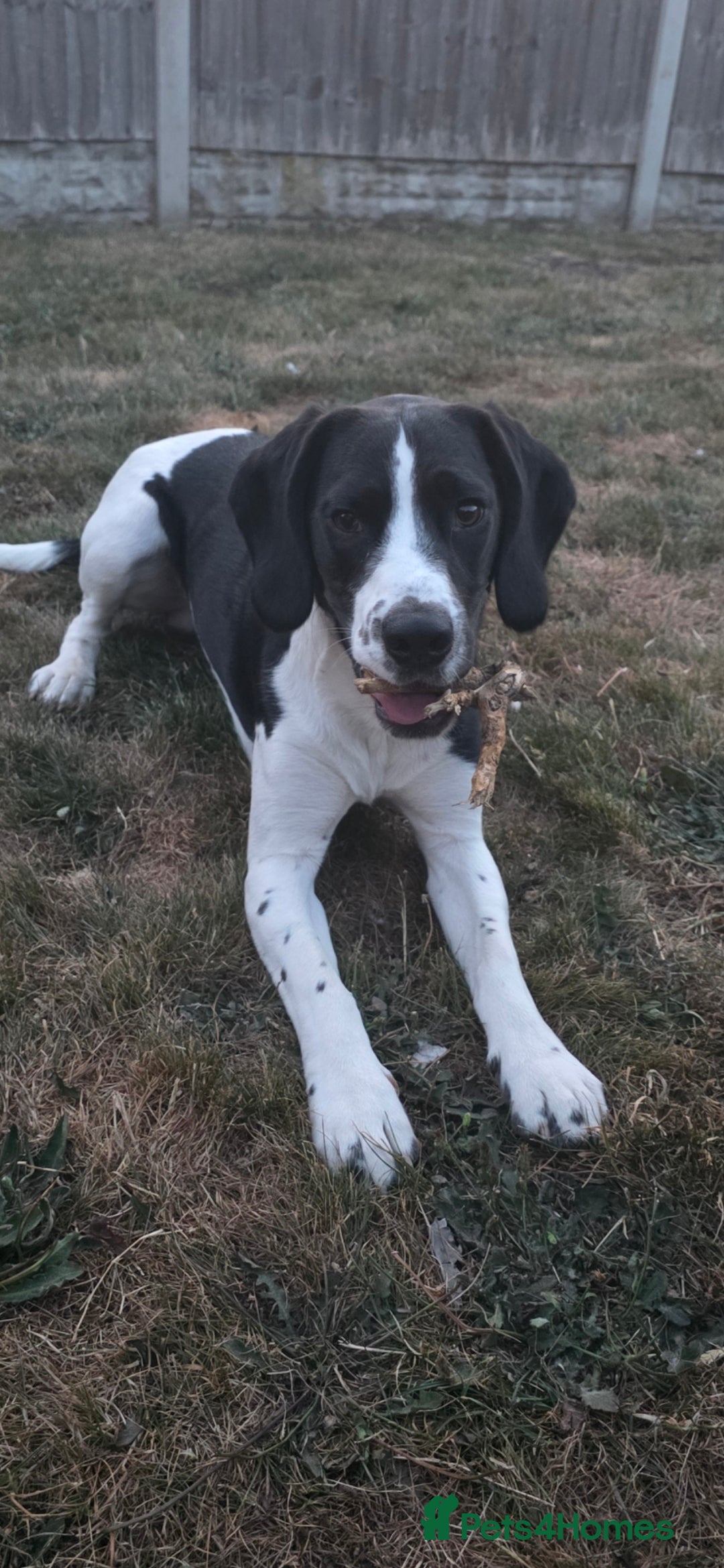 Bocker dogs for sale: Loving dog  - Advert 4