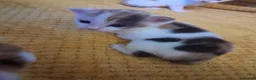 Mixed Breed cats for sale: 5 absoloutly stunning kittens  - Advert 6