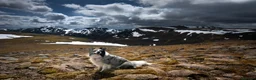 Border Collie dogs for stud: Show line blue merle border collie for stud - Advert 7