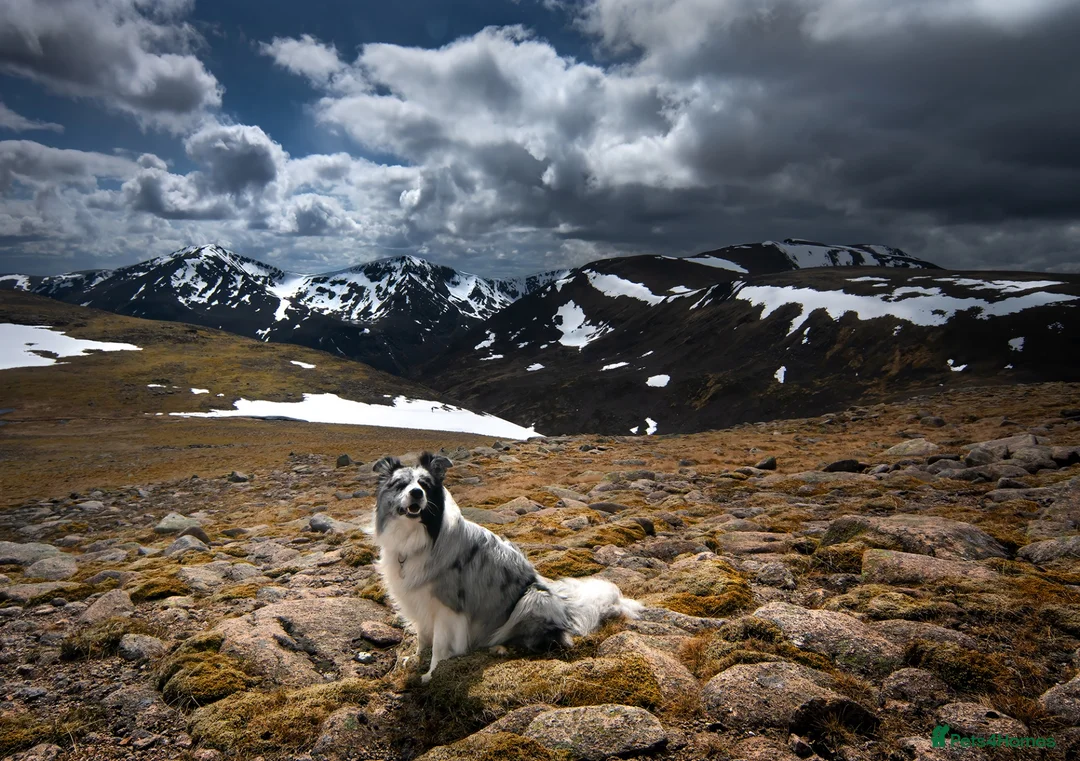 Border Collie dogs for stud: Show line blue merle border collie for stud - Advert 7