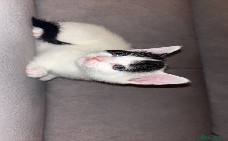 Mixed Breed cats - Advert 3