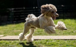 Standard Poodle dogs for sale: KC Standard Poodle Waiting List  - Image 5