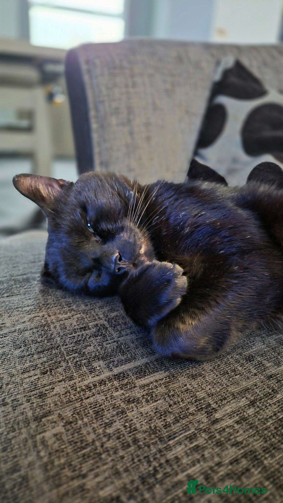Mixed Breed cats 5 year old male cat, Dennis - Advert 16