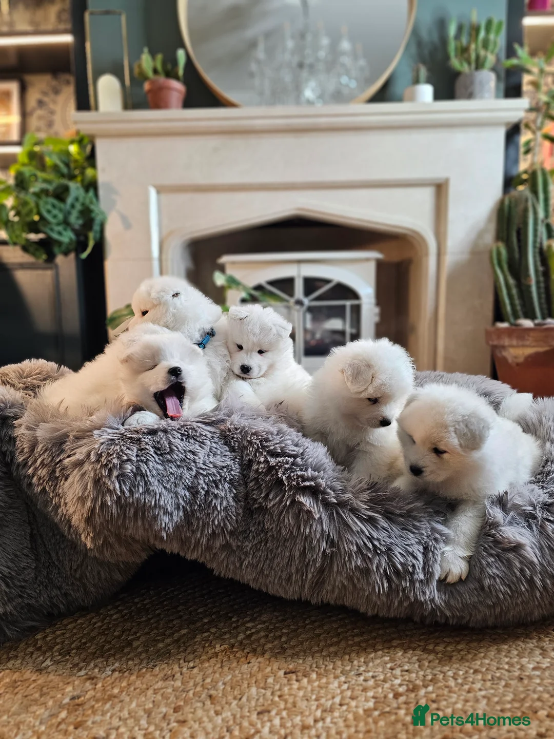 Samoyed dogs for sale: ⭐ EXCEPTIONAL BEAR-HEAD PUPPIES ⭐Champion Heritage - Advert 4