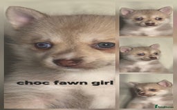 Pomsky dogs for sale: Stunning F4 Pomsky pups  - Image 11