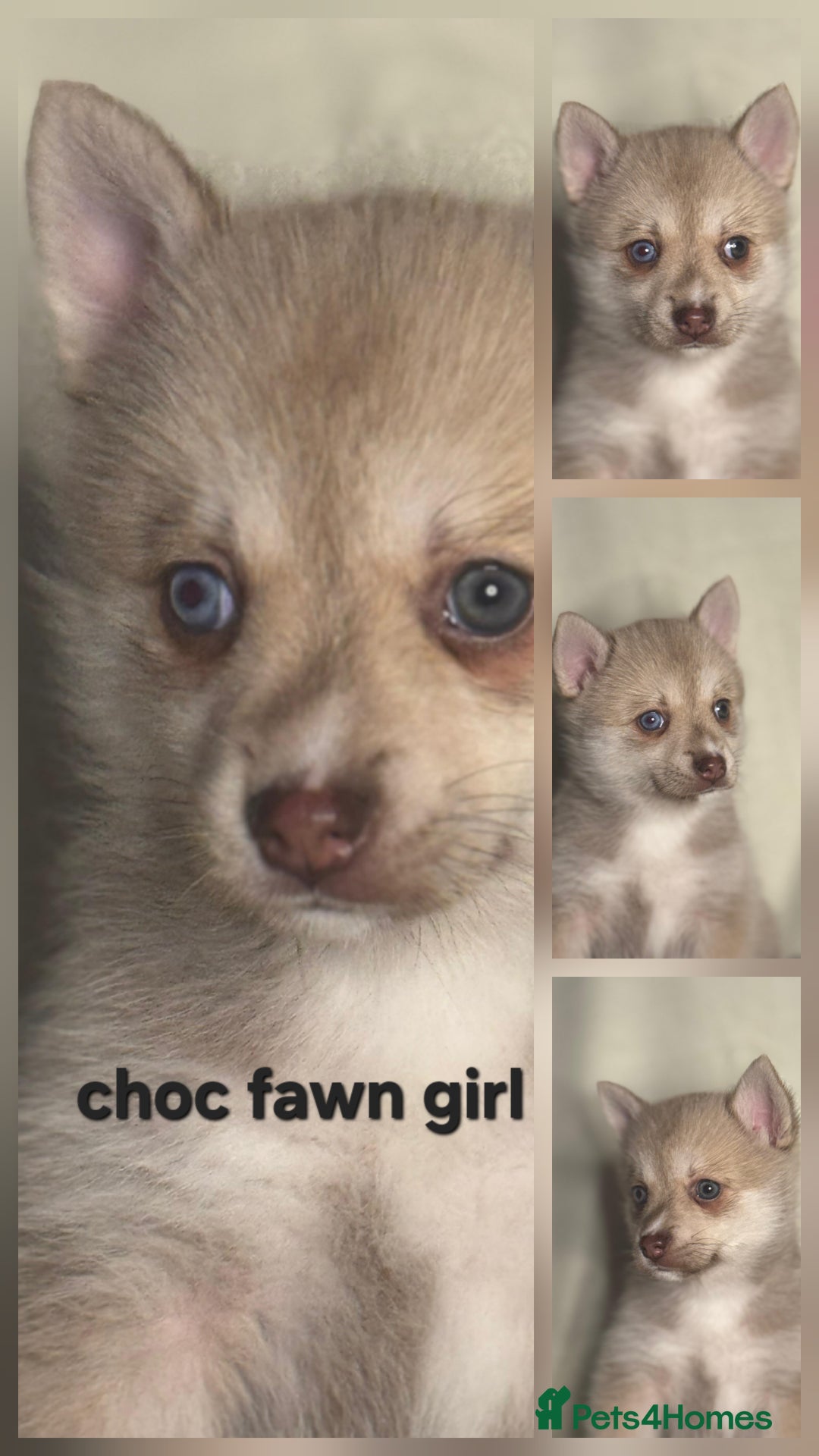 Pomsky dogs for sale: Stunning F4 Pomsky pups  - Image 11