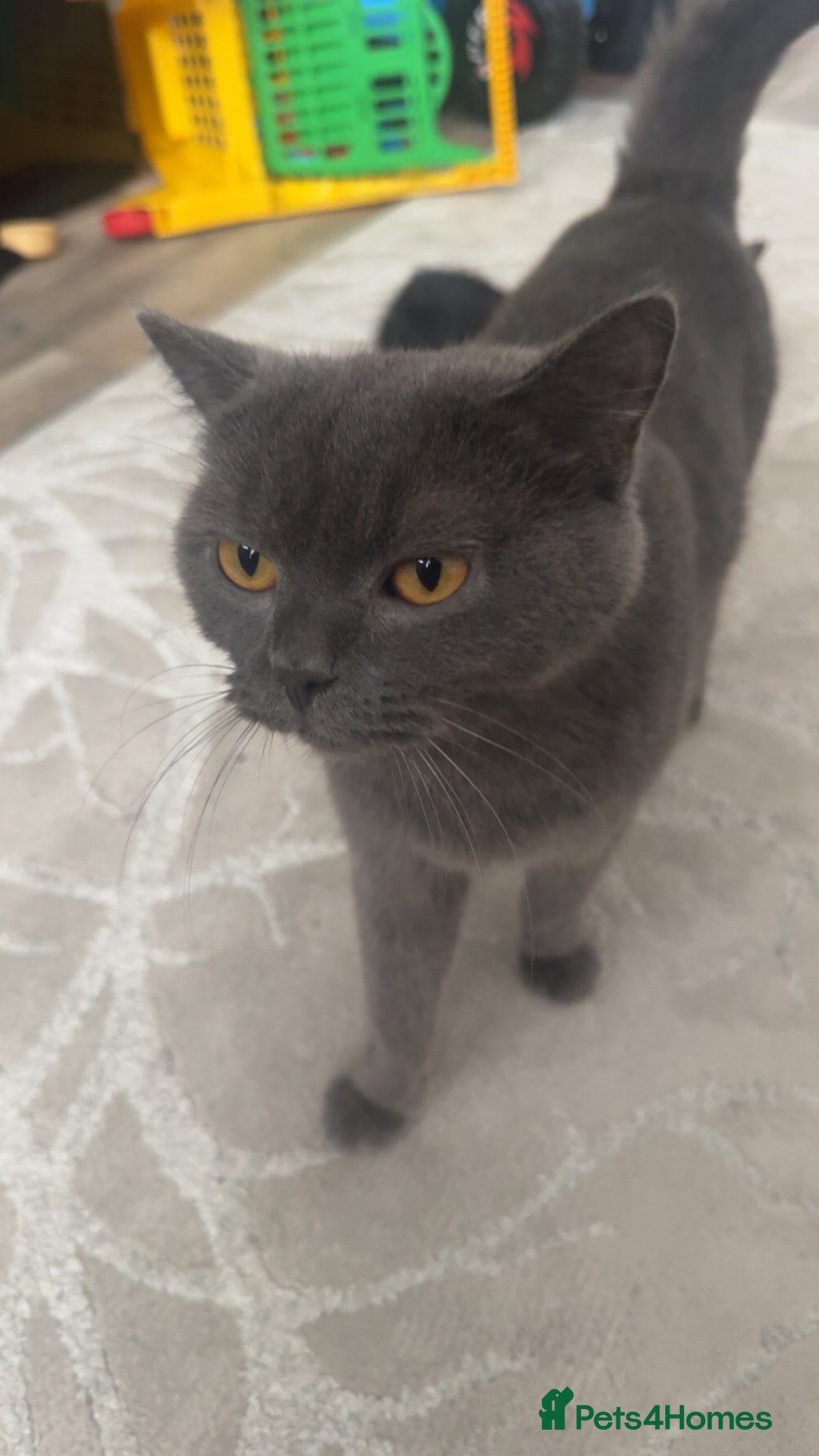British Shorthair cats     Gorgeous British Shorthair Ragdoll Mix Kitten - Advert 6