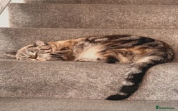 British Shorthair cats for sale: PABLO & JASPER - Image 5