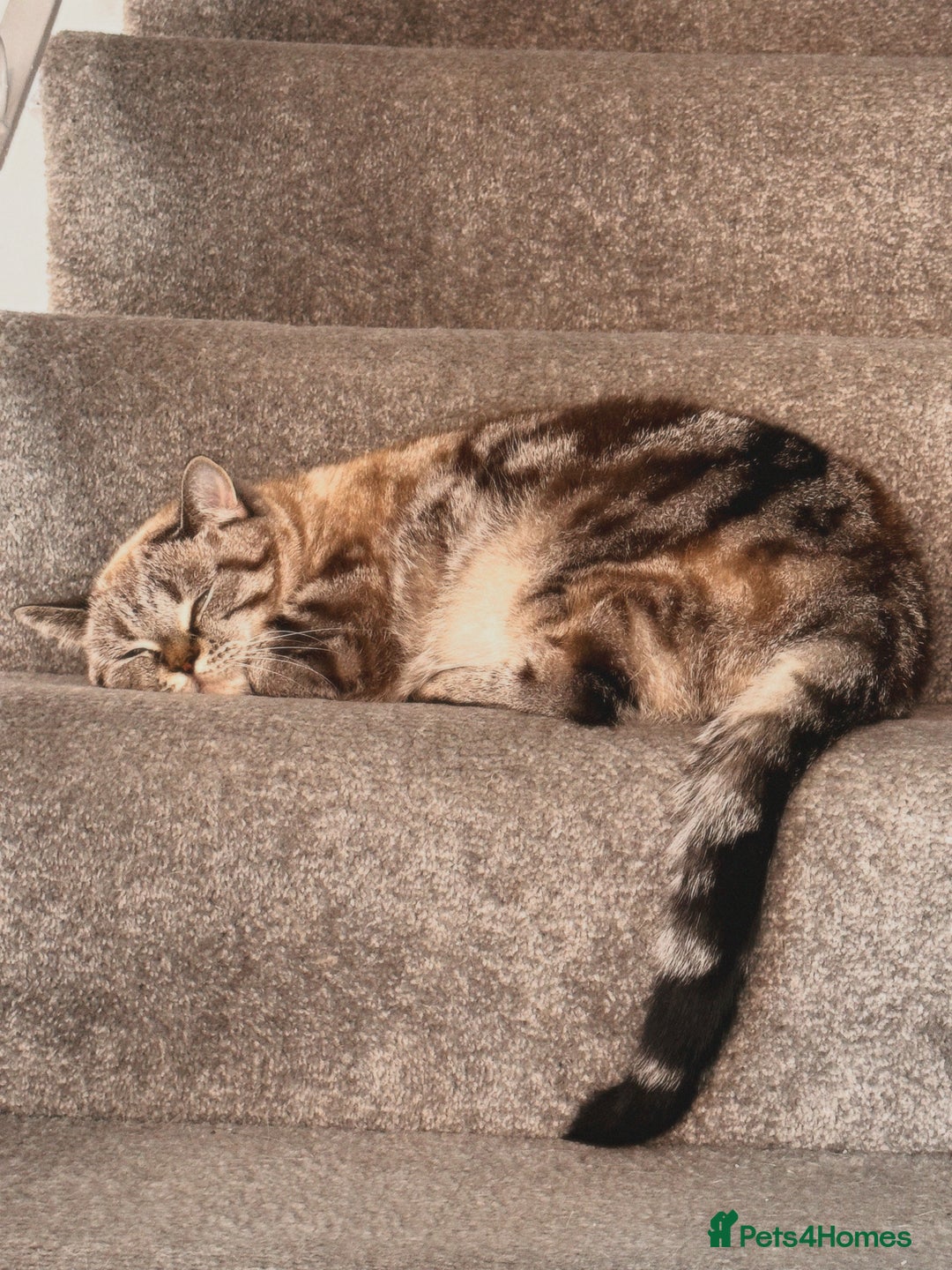 British Shorthair cats for sale: PABLO & JASPER - Image 5