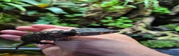 Skink reptiles for sale: Red eyed crocodile skink - Advert 4