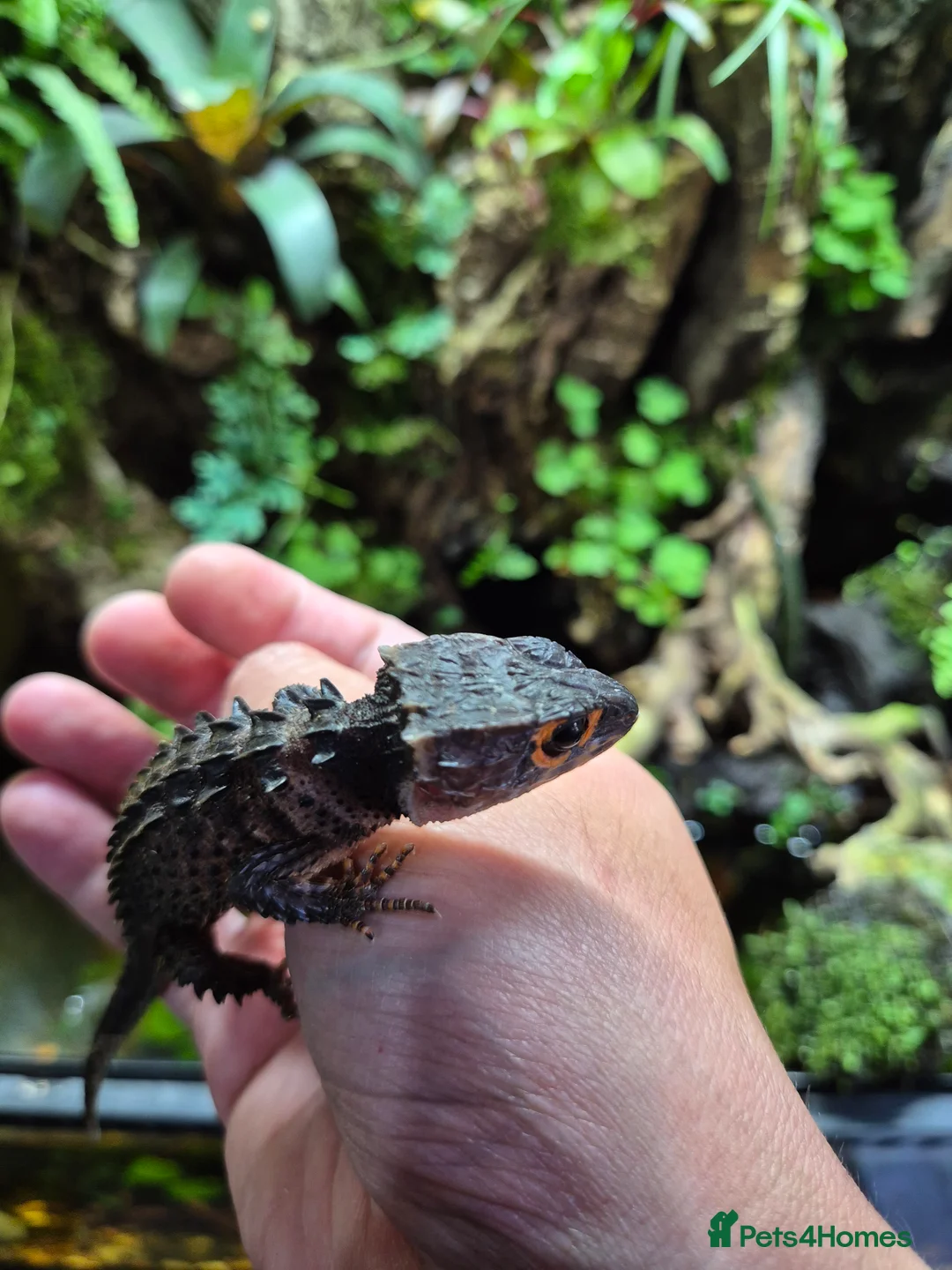 Skink reptiles for sale: Red eyed crocodile skink - Advert 4