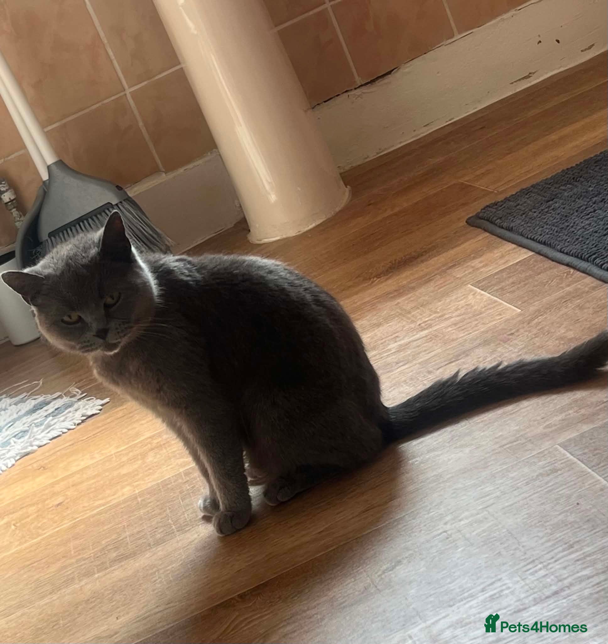 British Shorthair cats British sorthair - Advert 2