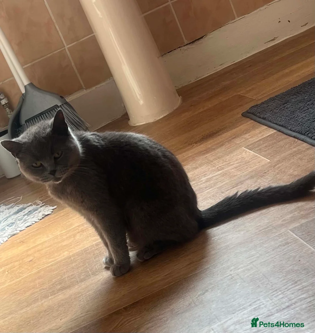 British Shorthair cats for sale: British sorthair - Advert 2