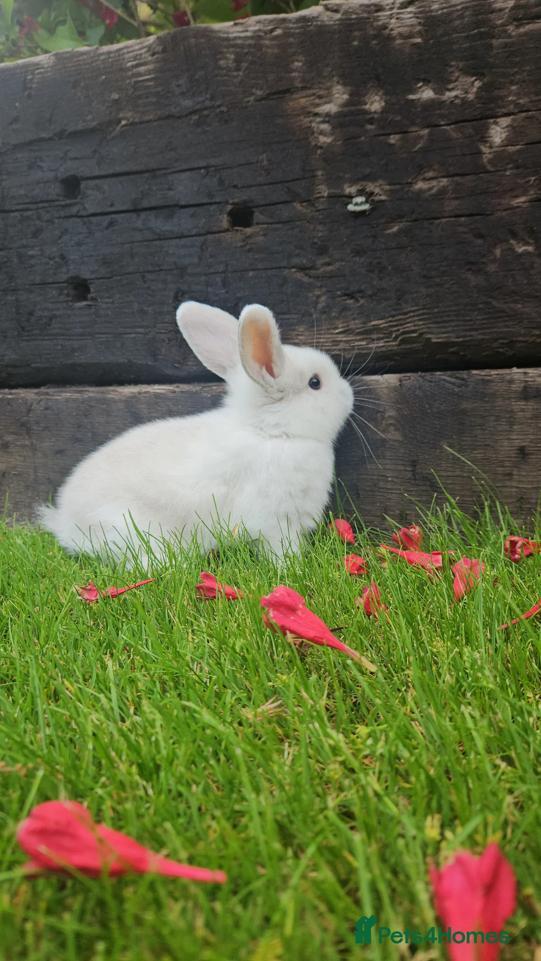 Mini Lop rabbits for sale: Gorgoeus male mini lop baby - Advert 2