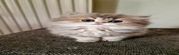 British Shorthair cats for sale: 🌟GCCF registred kittens 🌟 - Advert 19