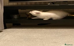 Ragdoll cats for sale: 7 ragdoll cats & kittens  - Image 21