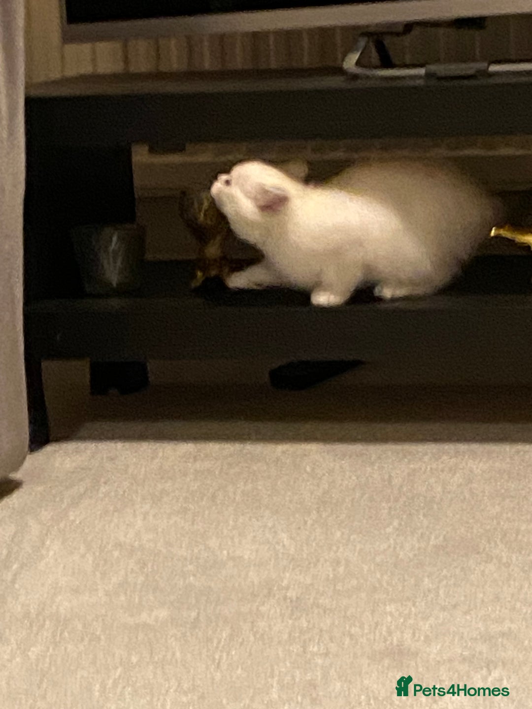 Ragdoll cats for sale: 7 ragdoll cats & kittens  - Image 21