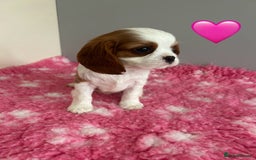 Cavalier King Charles Spaniel dogs for sale: Blenheim cavalier King Charles puppies - Image 14