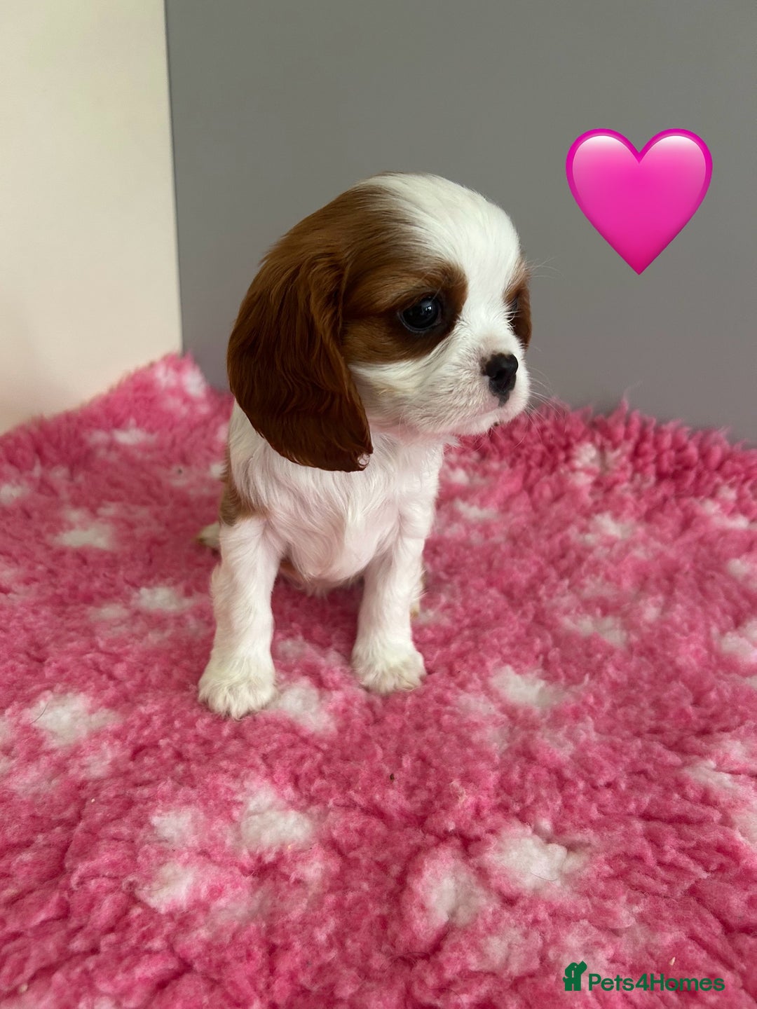 Cavalier King Charles Spaniel dogs for sale: Blenheim cavalier King Charles puppies - Image 14