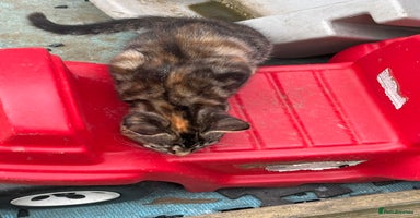 Mixed Breed cats - Advert 4