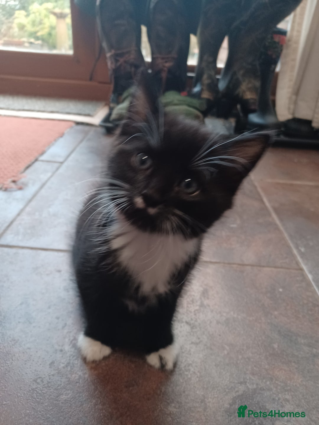 Mixed Breed cats for sale: Adorable cuddly kittens - Advert 15