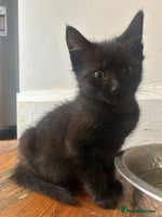 Mixed Breed cats - Advert 10