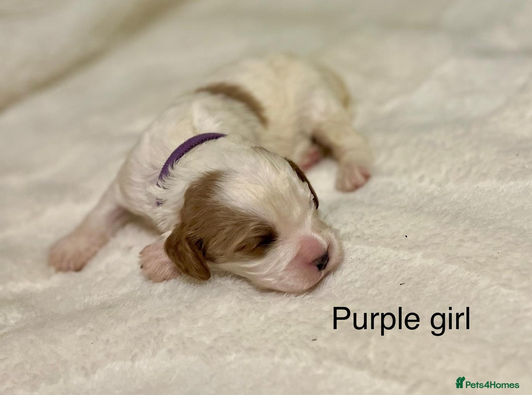 Cavapoo dogs for sale: F1B cavapoo puppies-extensively health tested - Advert 9