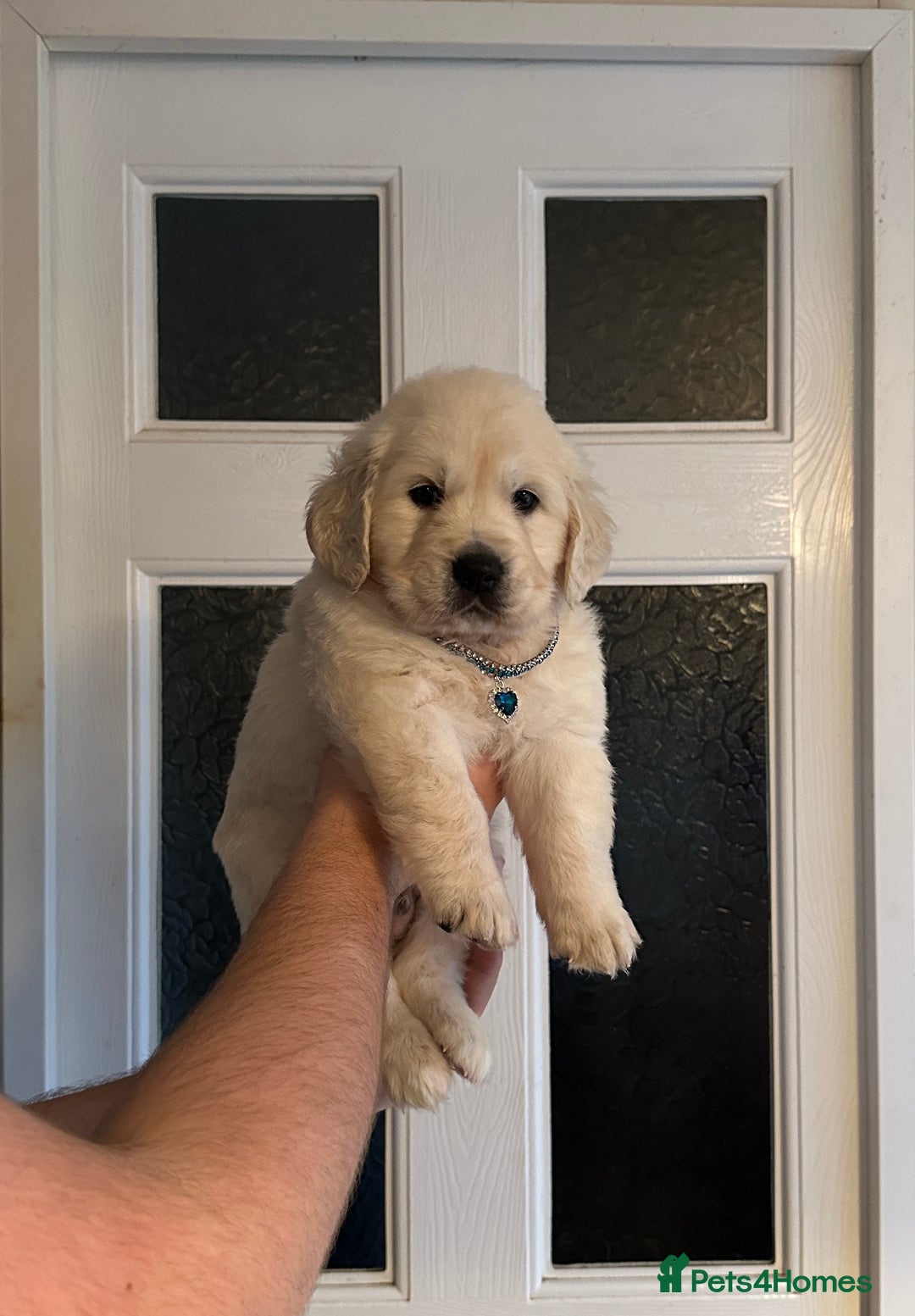 Golden Retriever dogs for sale: Stunning golden retriever puppies for sale  - Advert 18