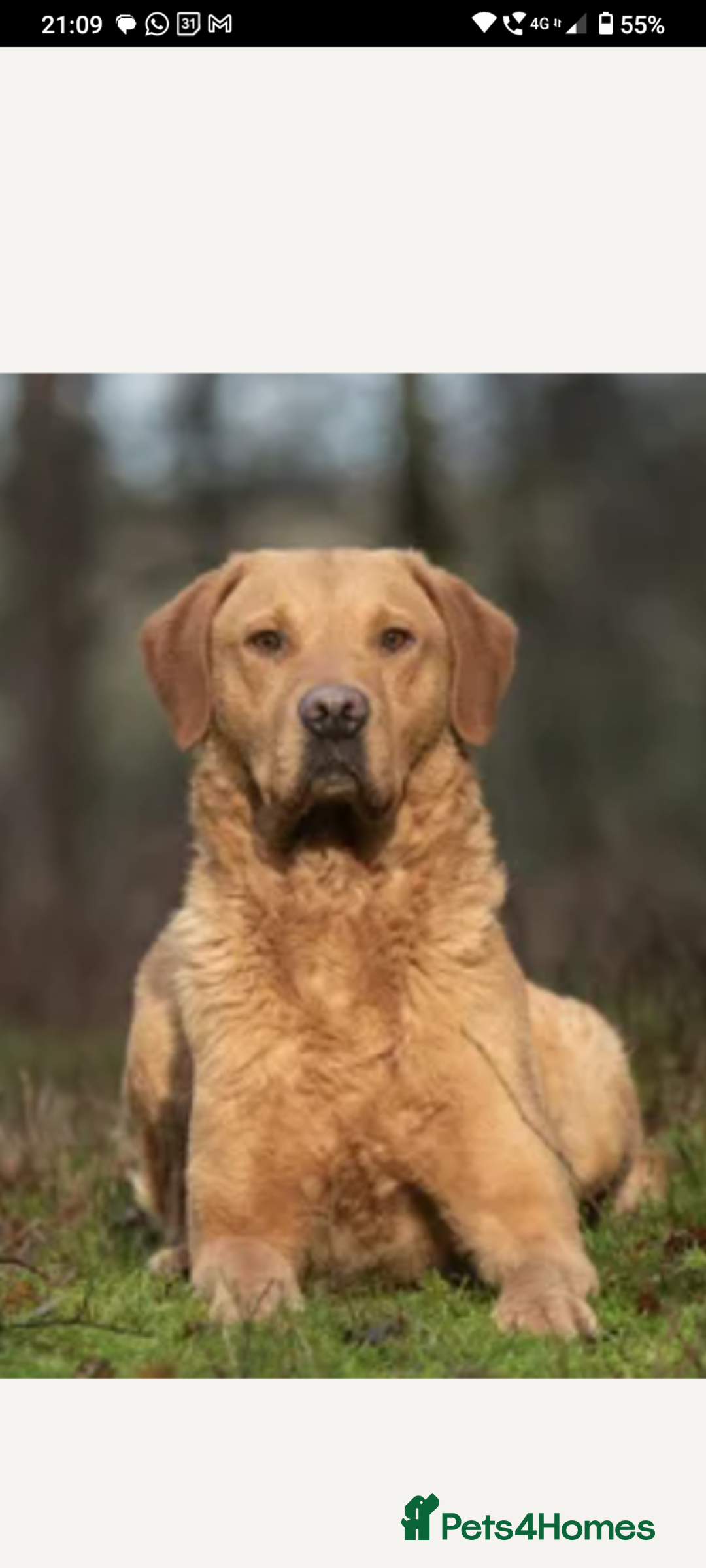 Labrador Retriever dogs for sale: Labrador KC registered puppies  - Advert 5