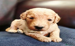 Cockapoo dogs for sale: Stunning F1b cockerpoo's - Image 5