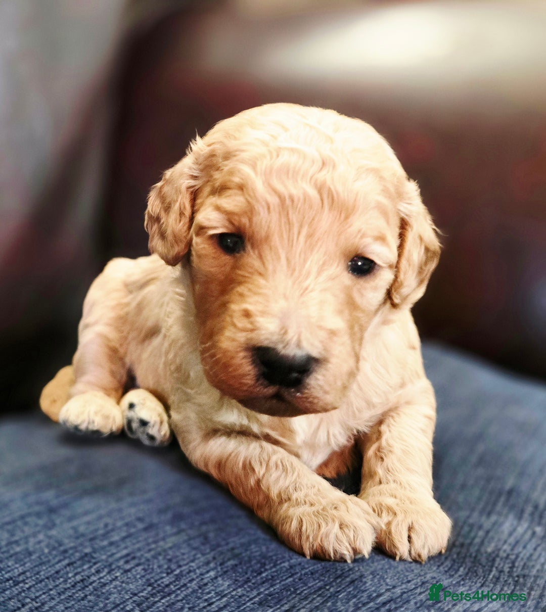 Cockapoo dogs for sale: Stunning F1b cockerpoo's - Image 5