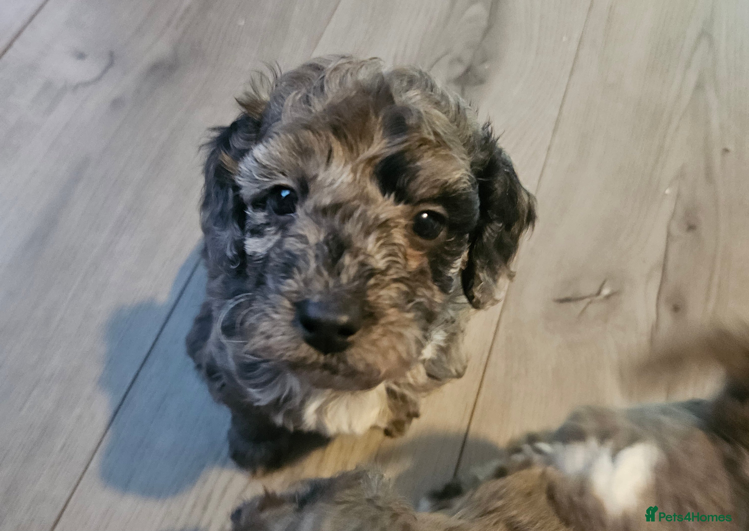 Cavapoo dogs Beautiful toy cavapoo  - Advert 9